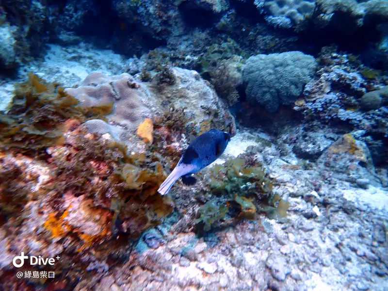 #68 Chai Kou Diving Area