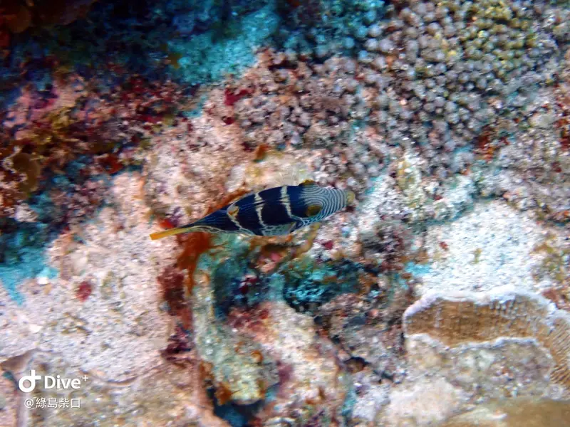 #68 Chai Kou Diving Area
