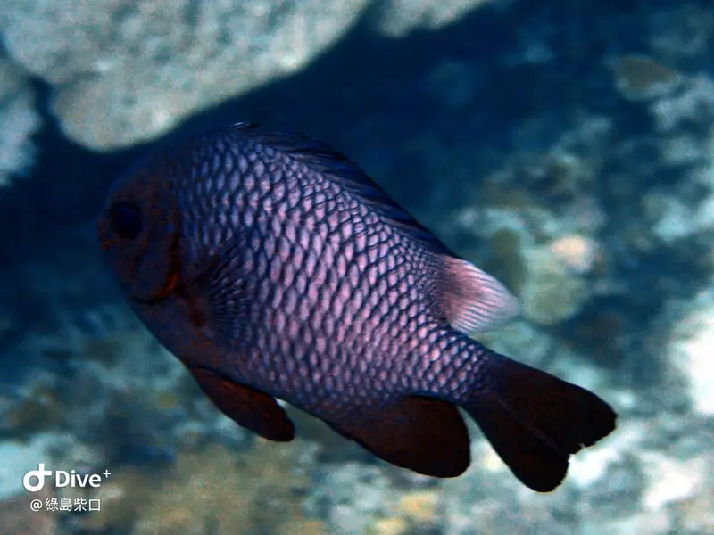 #68 Chai Kou Diving Area