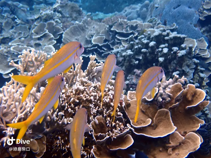 #68 Chai Kou Diving Area