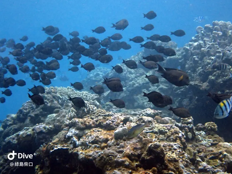 #68 Chai Kou Diving Area