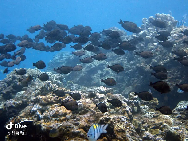 #68 Chai Kou Diving Area