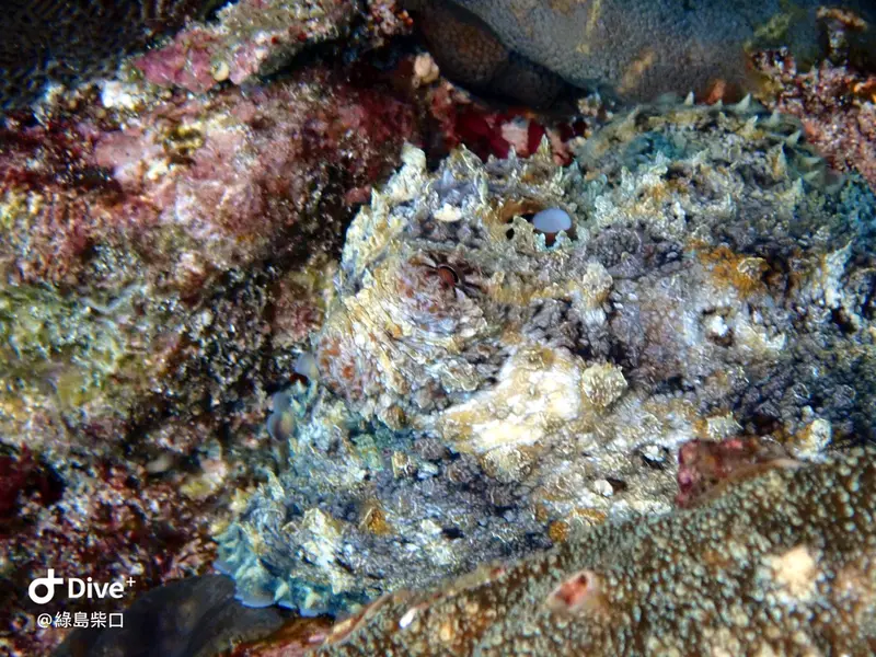 #68 Chai Kou Diving Area