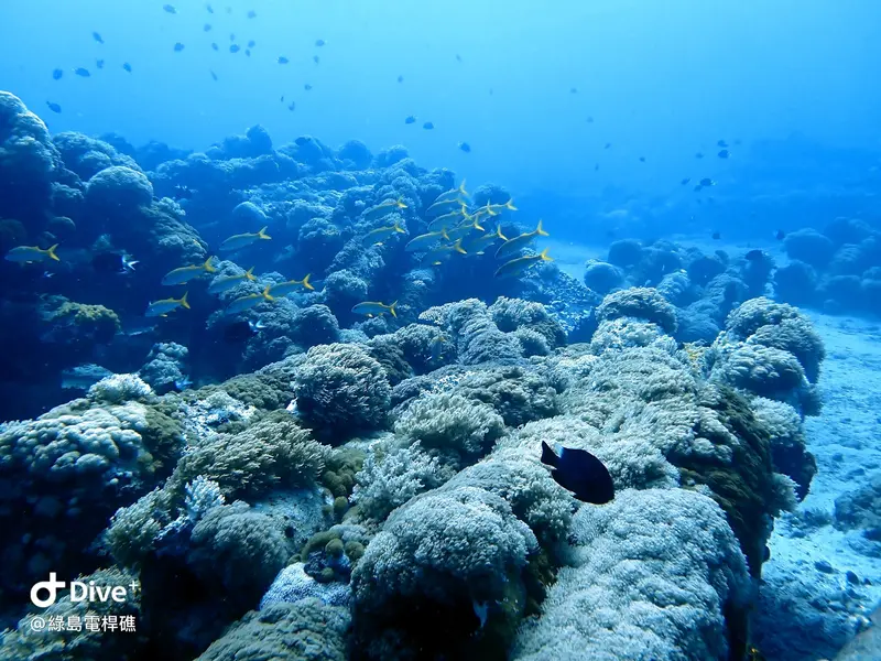 #69 Diangan Reef