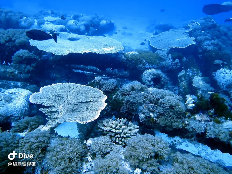 #69 Diangan Reef