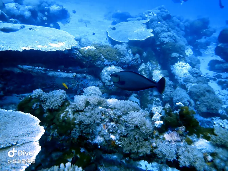 #69 Diangan Reef