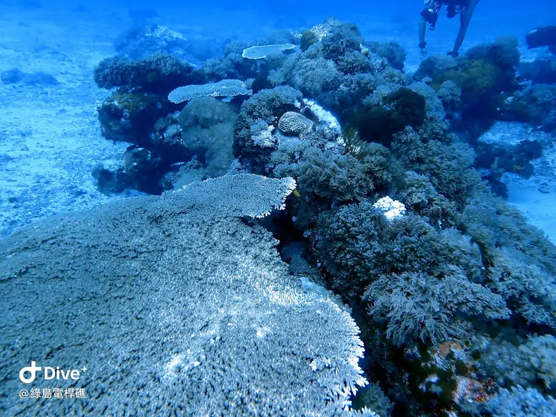 #69 Diangan Reef