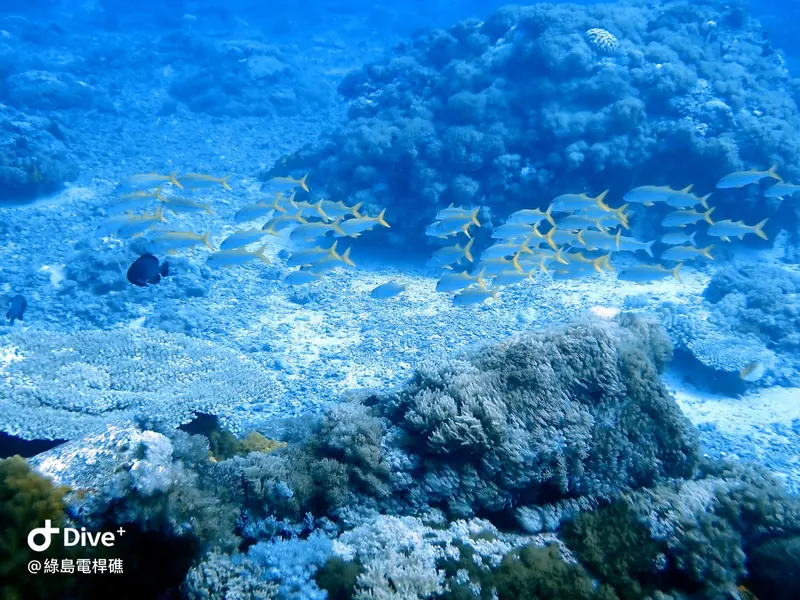 #69 Diangan Reef