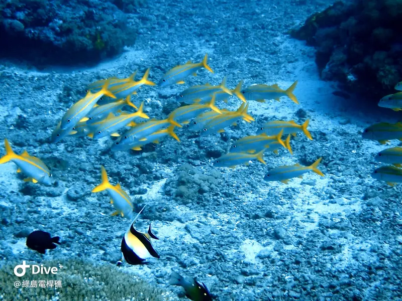 #69 Diangan Reef