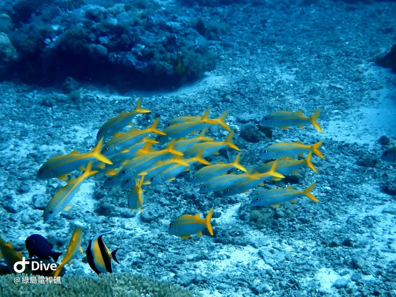 #69 Diangan Reef