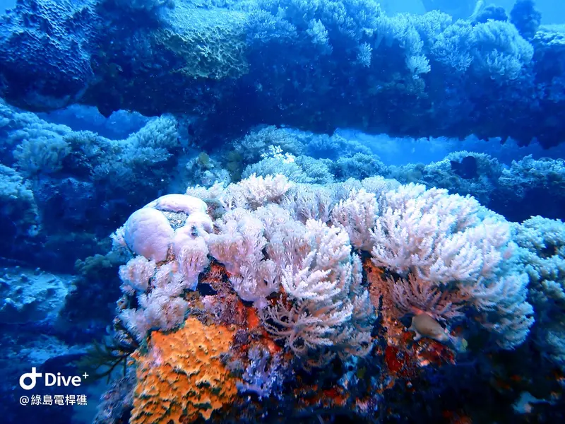 #69 Diangan Reef