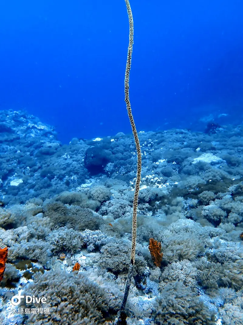 #69 Diangan Reef