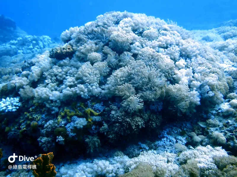 #69 Diangan Reef