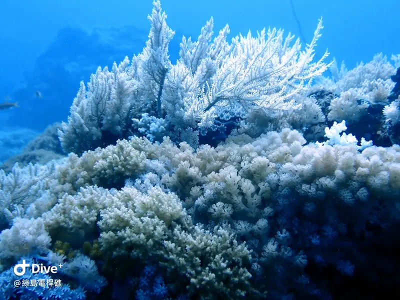 #69 Diangan Reef