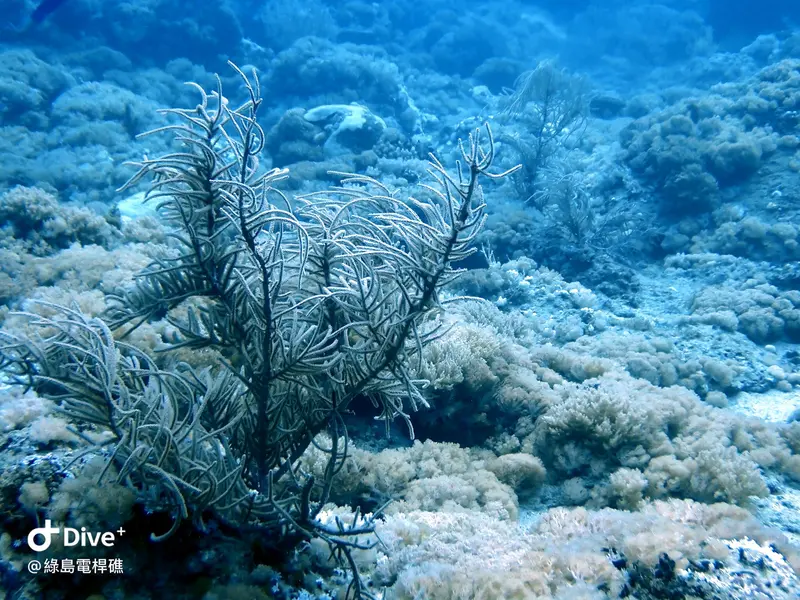 #69 Diangan Reef