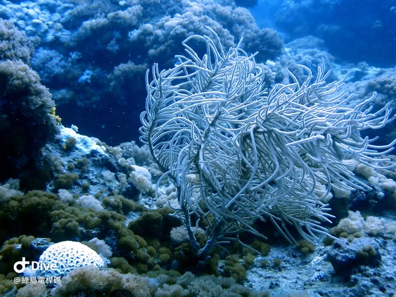 #69 Diangan Reef