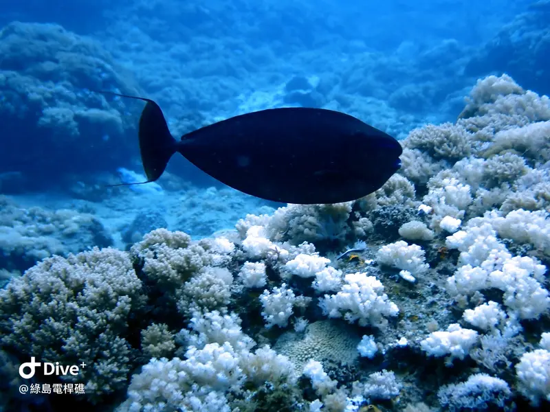 #69 Diangan Reef