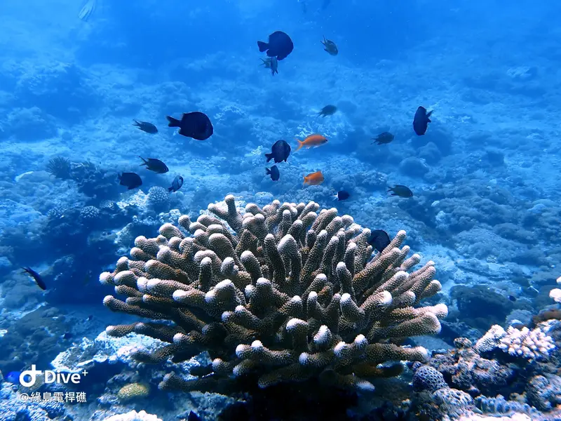 #69 Diangan Reef