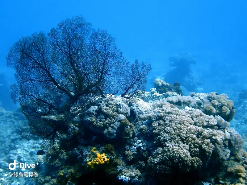 #69 Diangan Reef