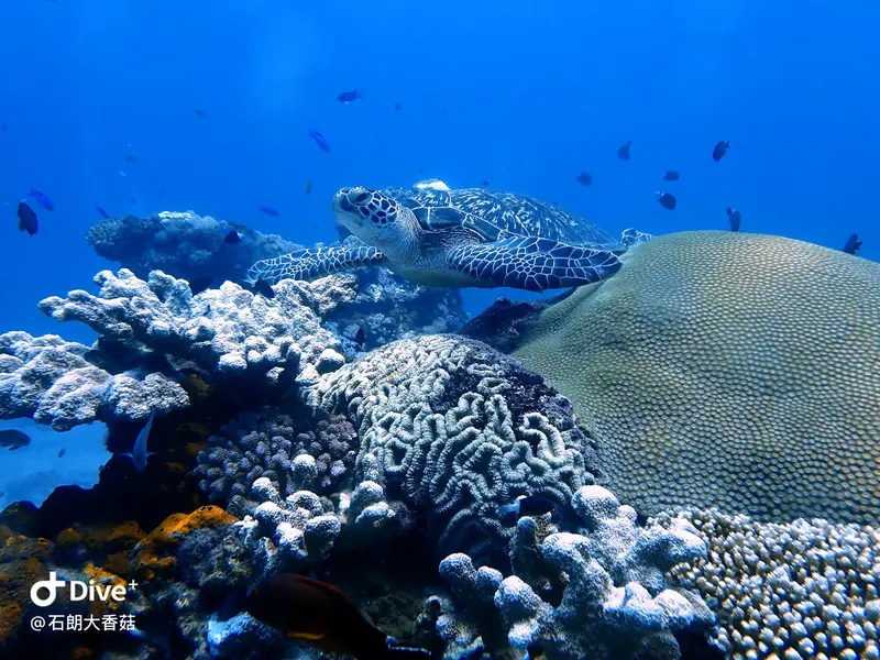 #70 Big Mushroom Coral Reef