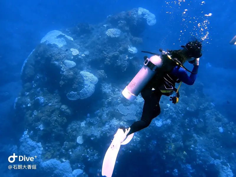 #70 Big Mushroom Coral Reef