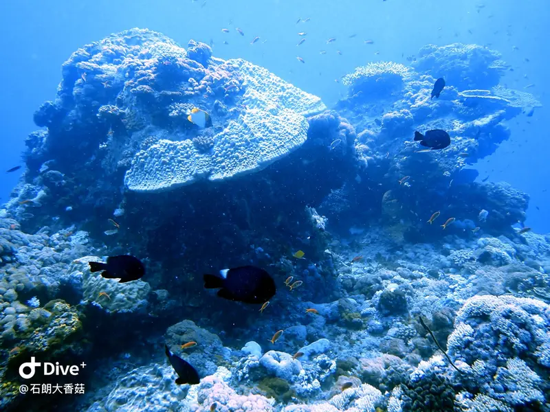#70 Big Mushroom Coral Reef