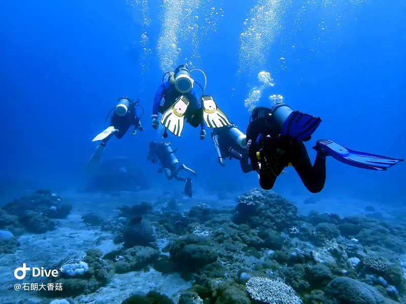 #70 Big Mushroom Coral Reef