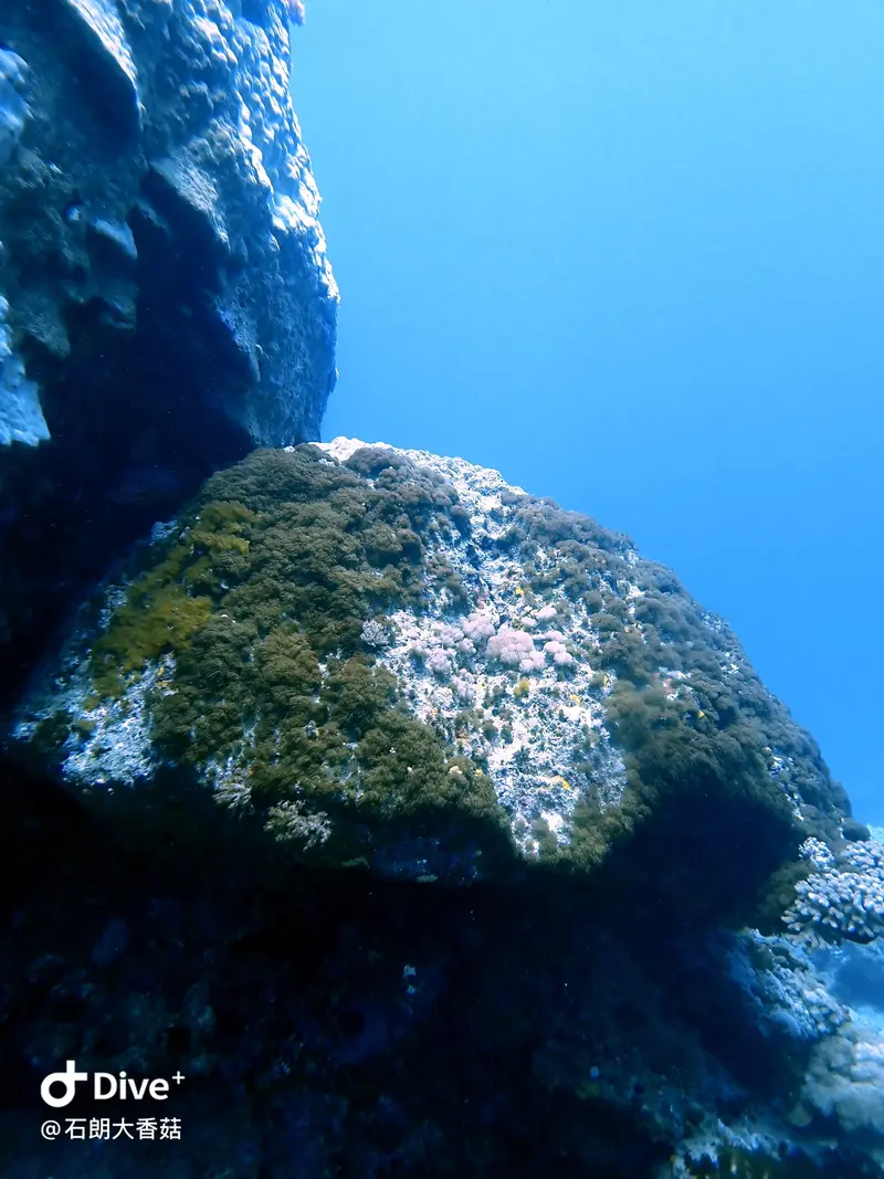 #70 Big Mushroom Coral Reef