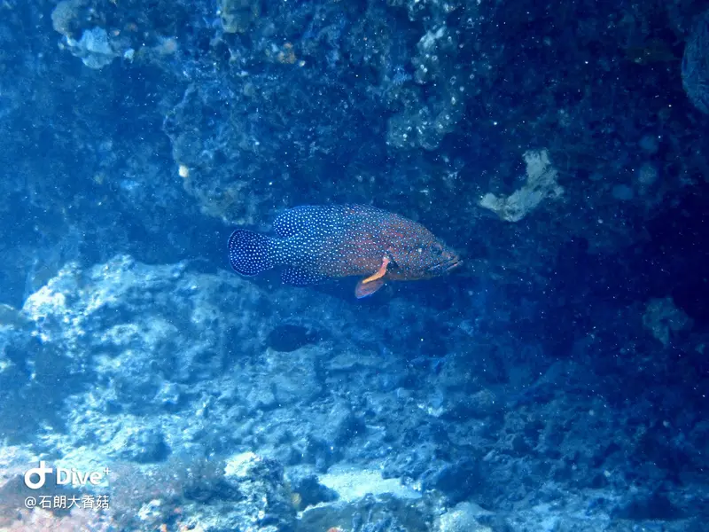 #70 Big Mushroom Coral Reef