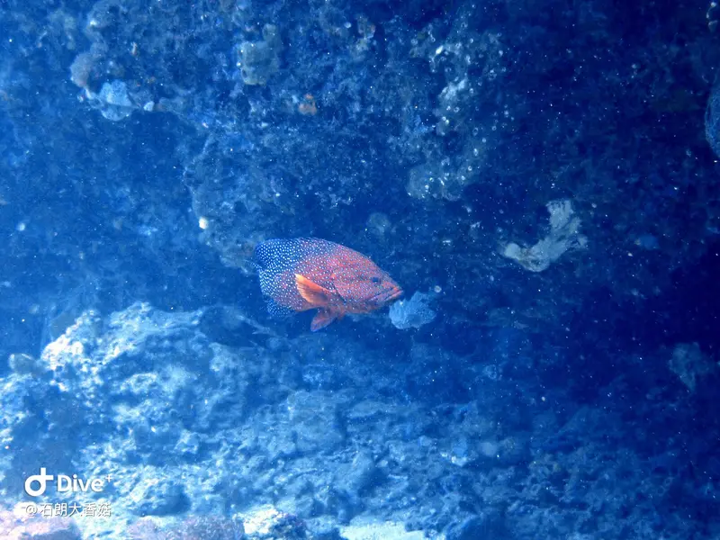 #70 Big Mushroom Coral Reef