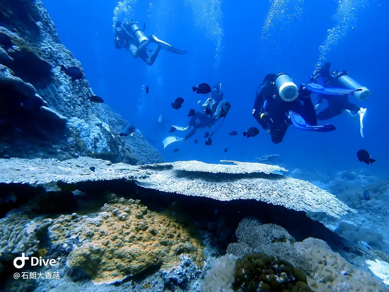 #70 Big Mushroom Coral Reef
