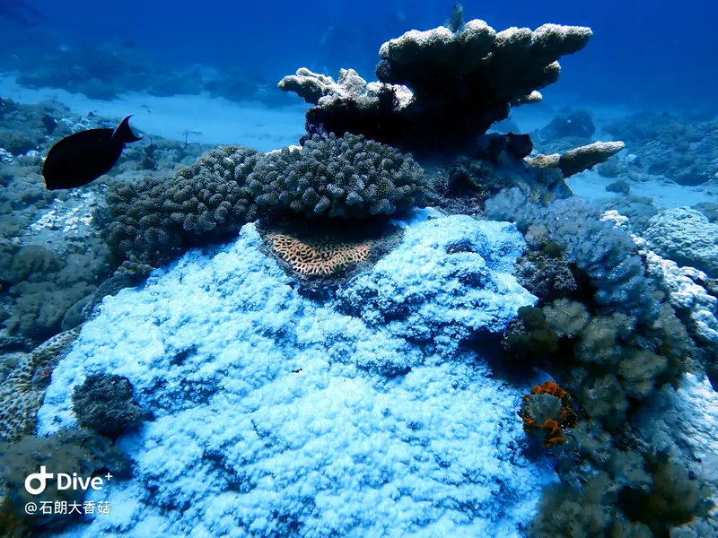 #70 Big Mushroom Coral Reef