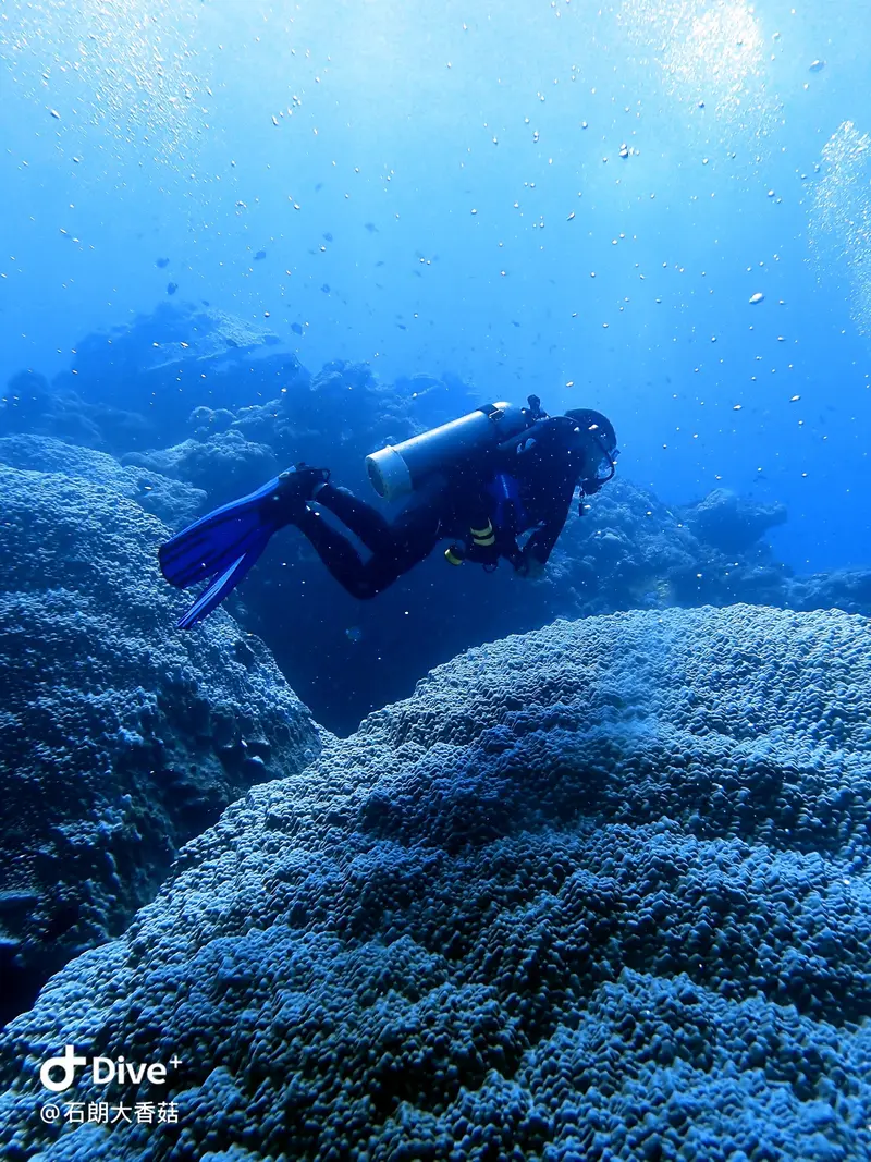 #70 Big Mushroom Coral Reef