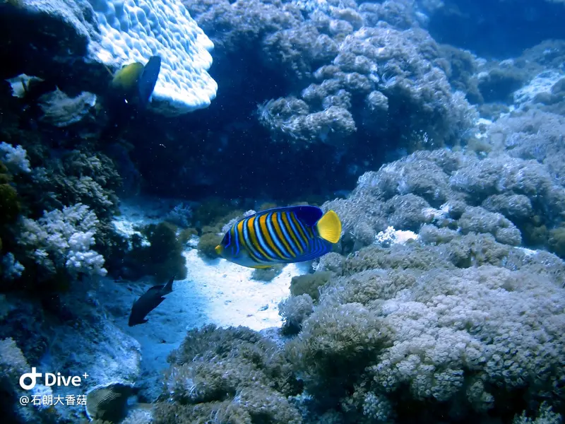 #70 Big Mushroom Coral Reef