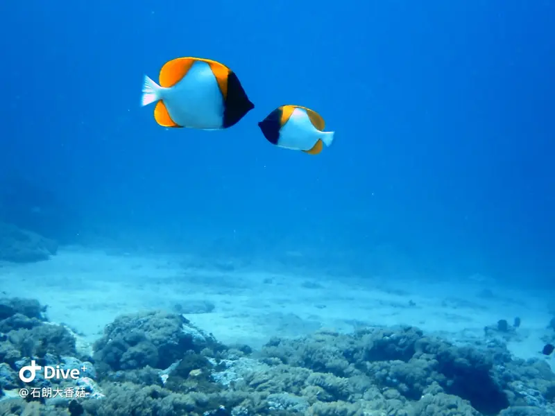 #70 Big Mushroom Coral Reef