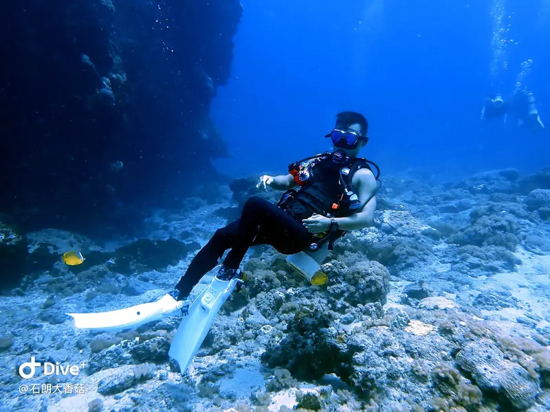 #70 Big Mushroom Coral Reef