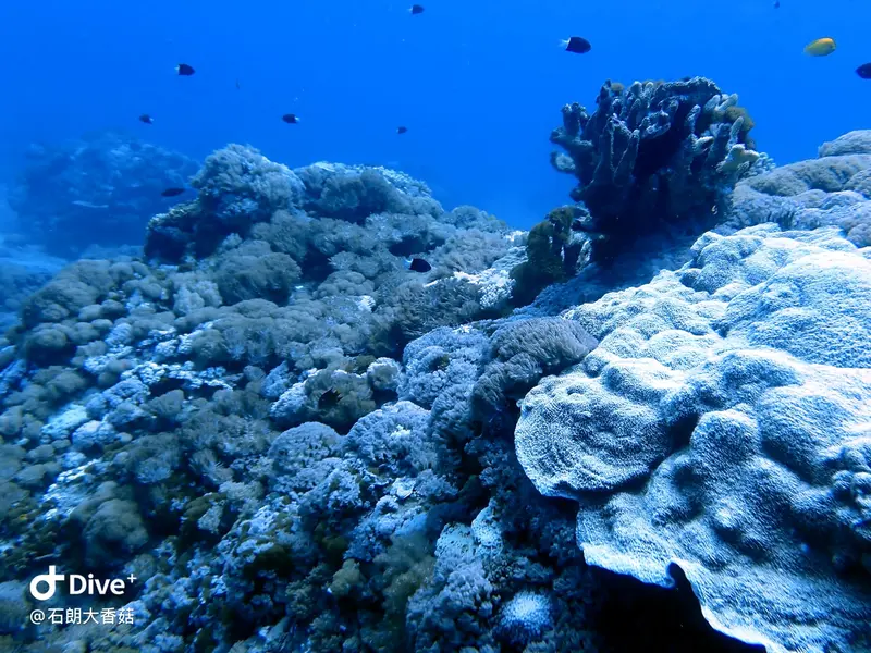 #70 Big Mushroom Coral Reef