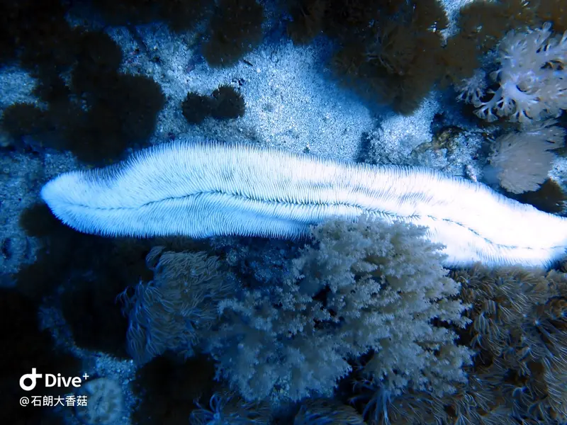 #70 Big Mushroom Coral Reef