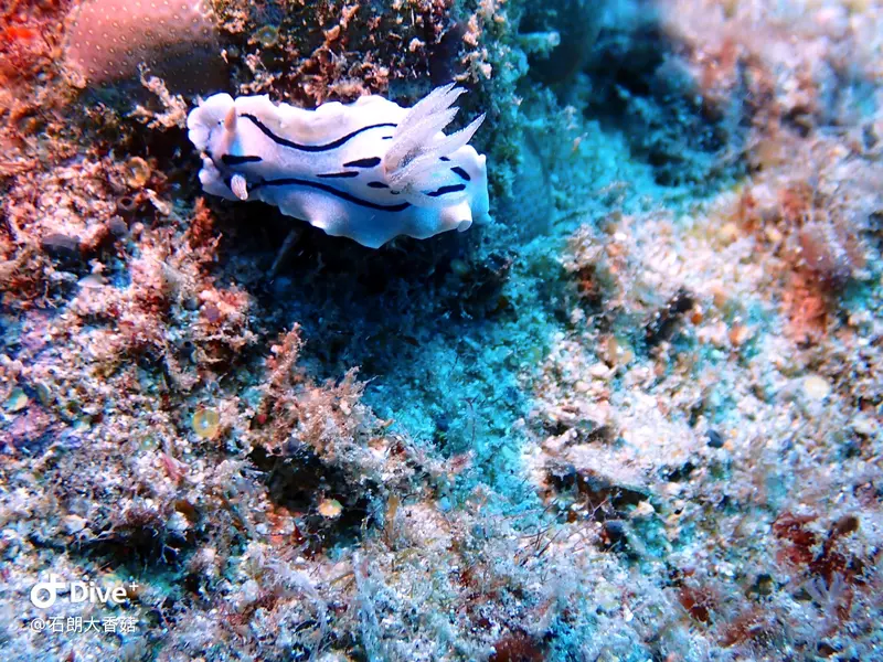 #70 Big Mushroom Coral Reef