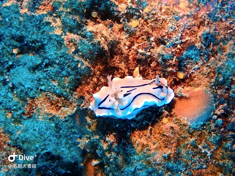 #70 Big Mushroom Coral Reef