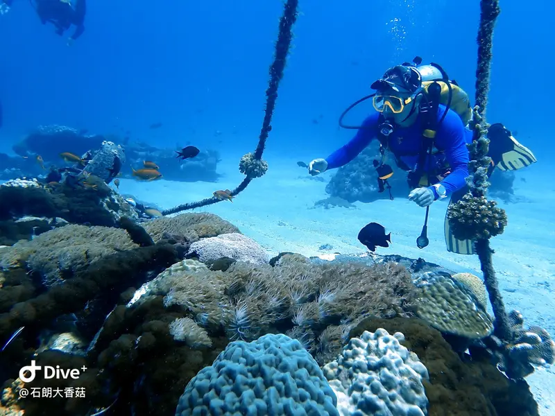 #70 Big Mushroom Coral Reef