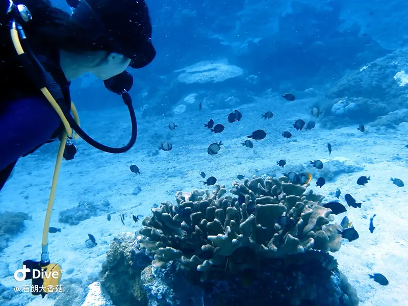 #70 Big Mushroom Coral Reef