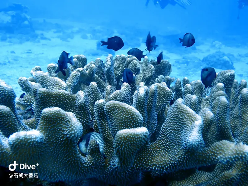 #70 Big Mushroom Coral Reef