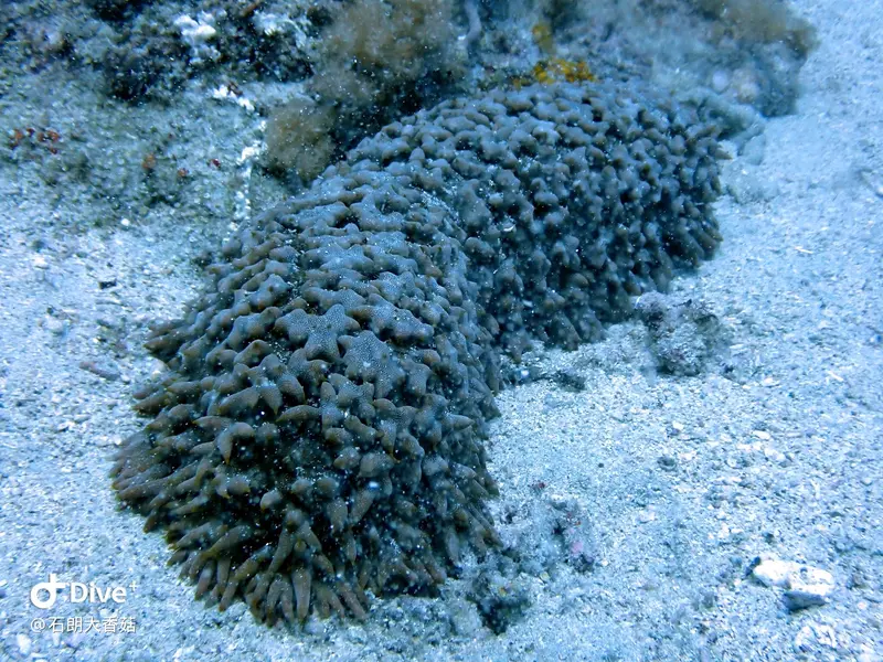 #70 Big Mushroom Coral Reef