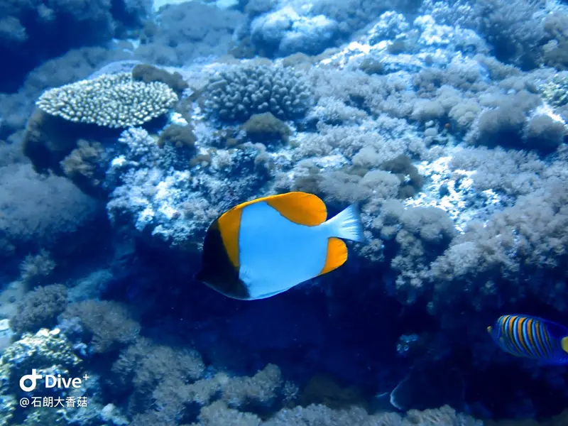 #70 Big Mushroom Coral Reef