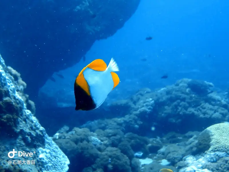 #70 Big Mushroom Coral Reef