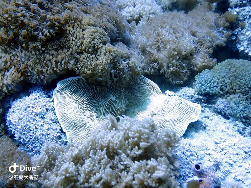 #70 Big Mushroom Coral Reef