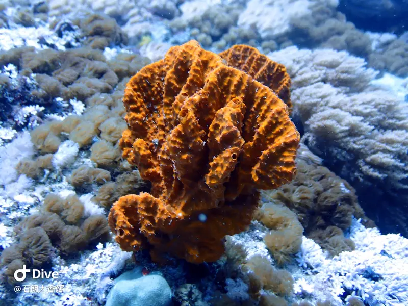 #70 Big Mushroom Coral Reef