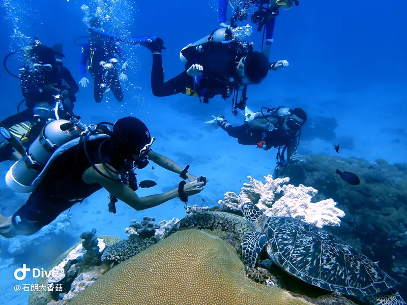#70 Big Mushroom Coral Reef