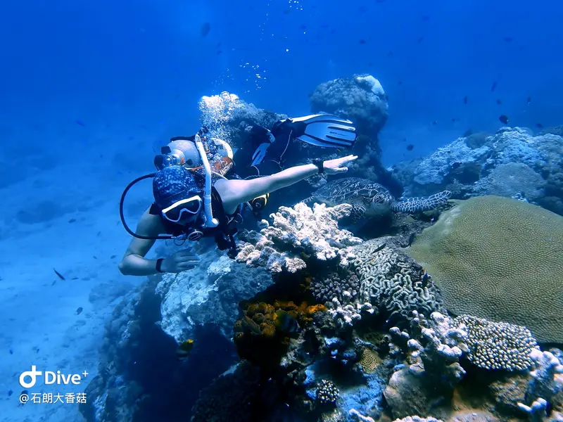 #70 Big Mushroom Coral Reef